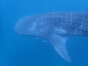 Mehr über den Artikel erfahren Begegnung mit Whalesharks