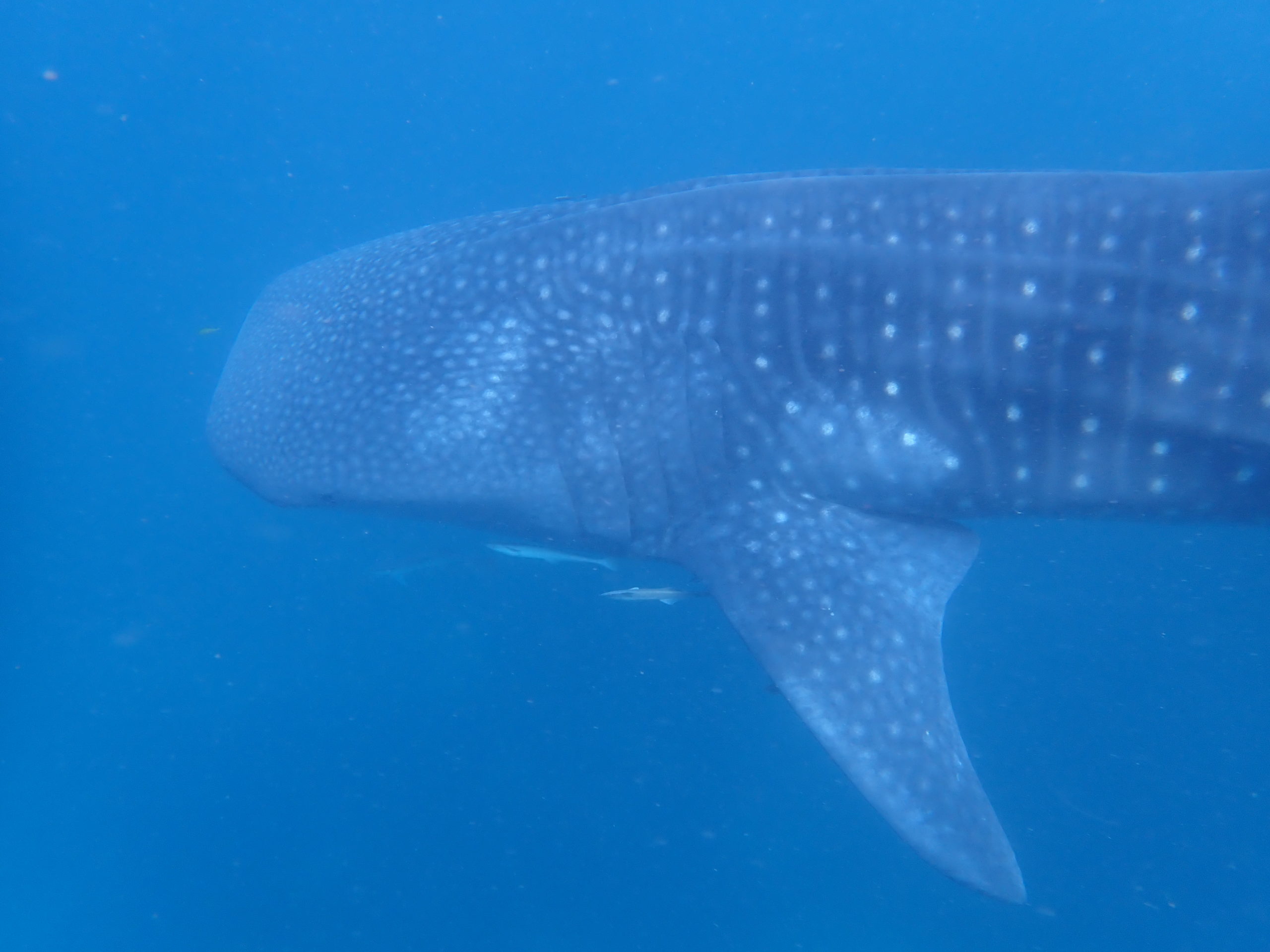 Du betrachtest gerade Begegnung mit Whalesharks