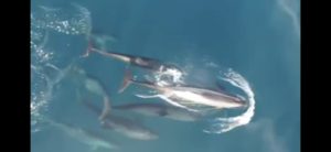 Mehr über den Artikel erfahren Mantas Ridge – Fun dive am Samstag