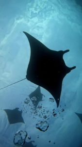 Mehr über den Artikel erfahren Mantas…