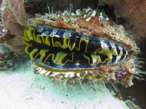 Mehr über den Artikel erfahren Fun dive am Samstag